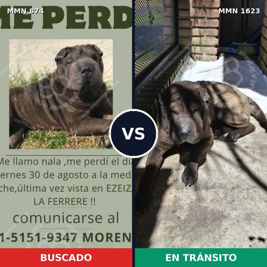 Comparativa MMS 33779: mascota perdida y mascota encontrada, 79% de similitud