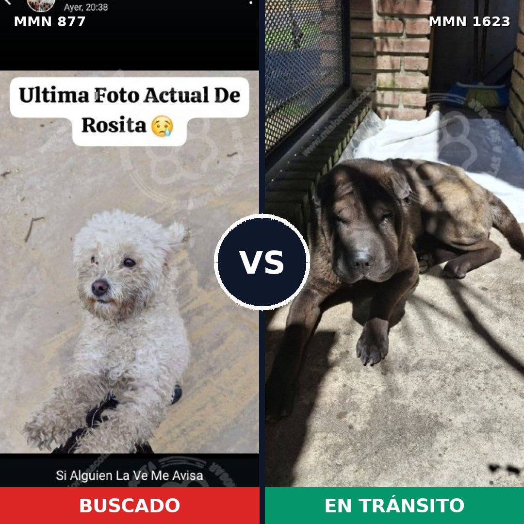 Comparativa MMS 33780: mascota perdida y mascota encontrada, 37% de similitud