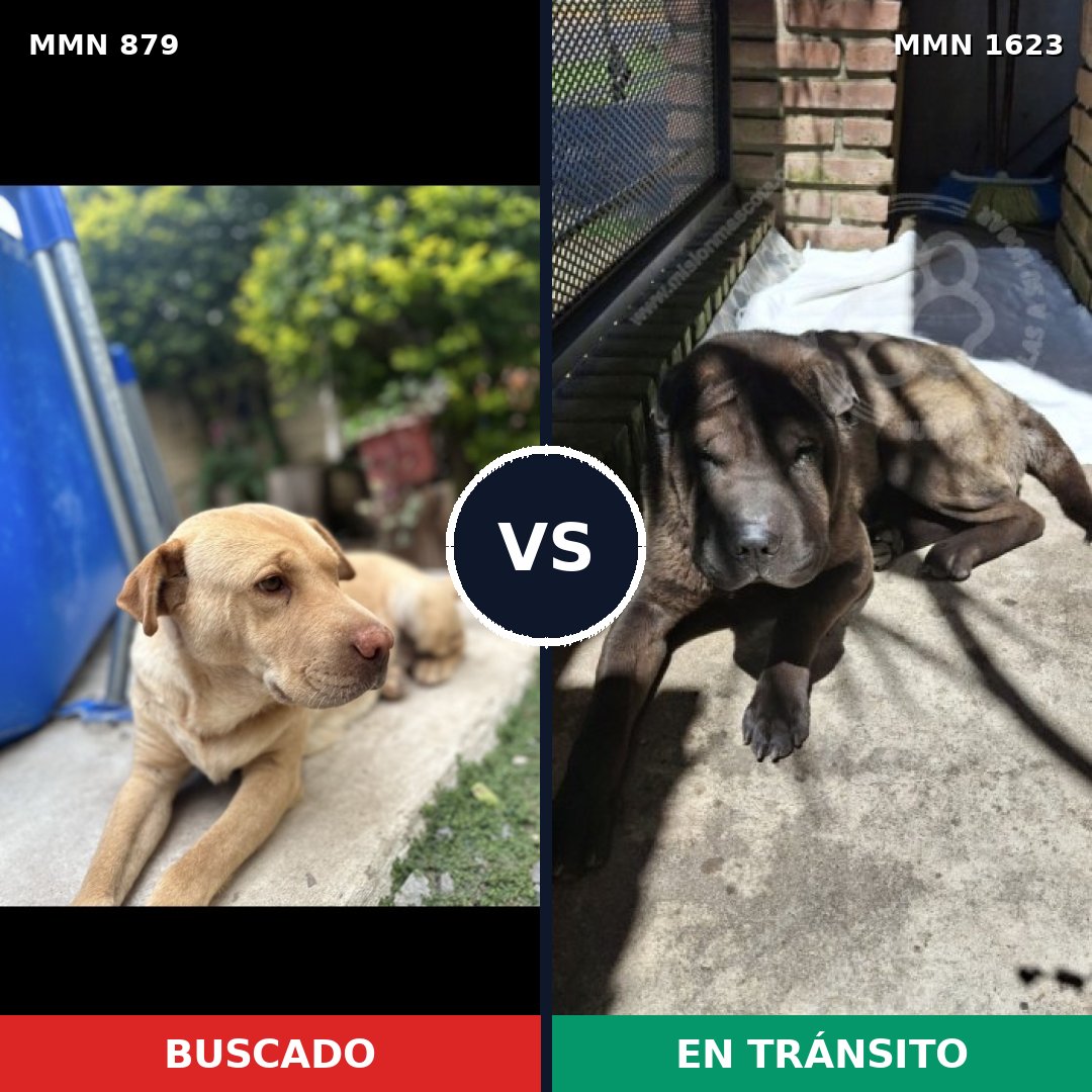 Comparativa MMS 33781: mascota perdida y mascota encontrada, 49% de similitud