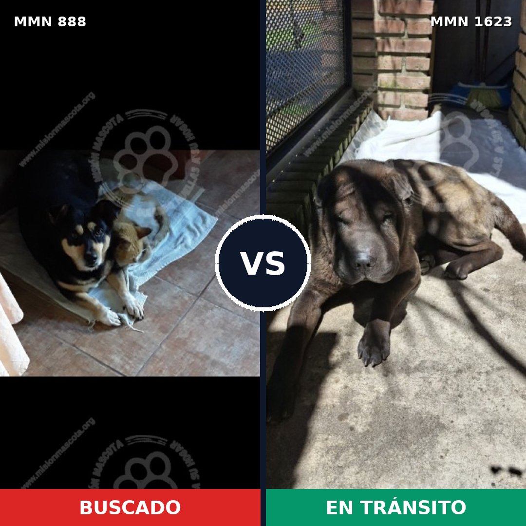 Comparativa MMS 33783: mascota perdida y mascota encontrada, 49% de similitud