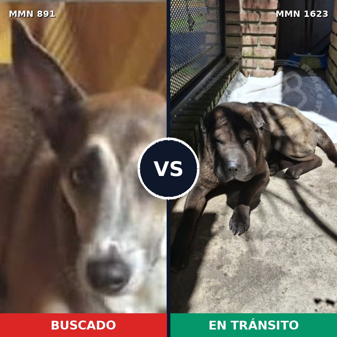 Comparativa MMS 33784: mascota perdida y mascota encontrada, 40% de similitud