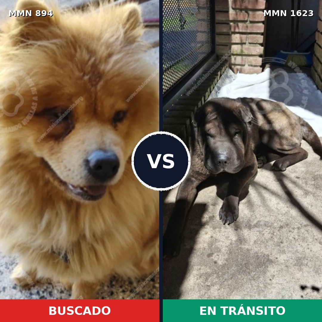 Comparativa MMS 33785: mascota perdida y mascota encontrada, 51% de similitud