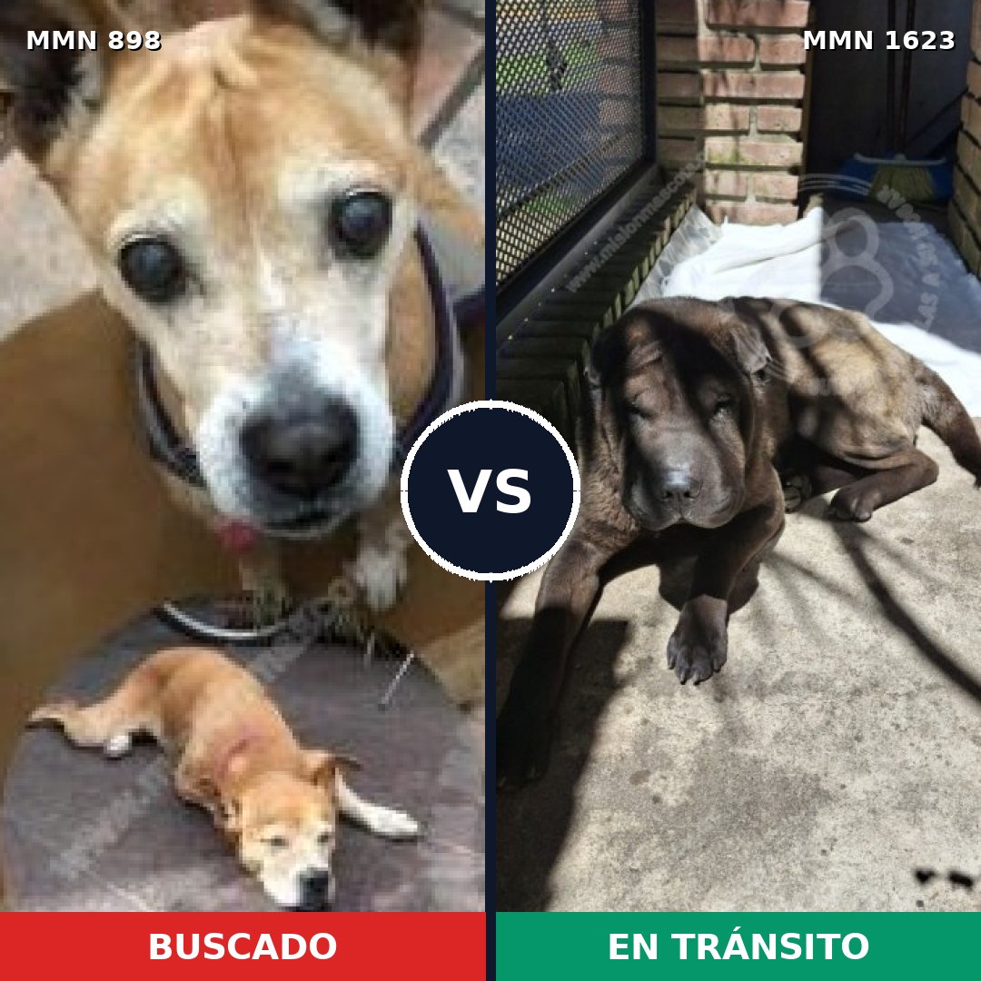 Comparativa MMS 33787: mascota perdida y mascota encontrada, 43% de similitud
