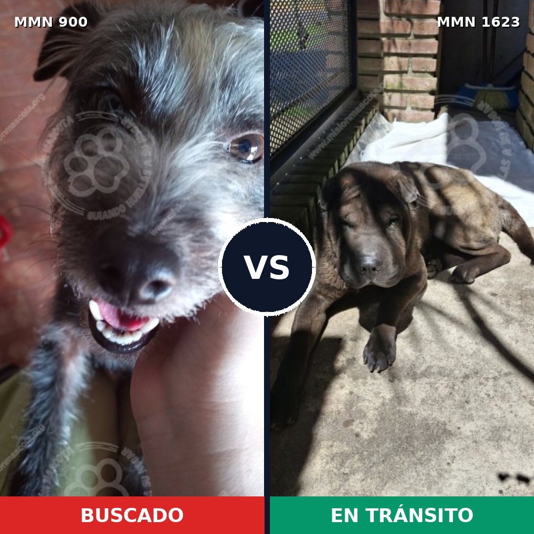 Comparativa MMS 33788: mascota perdida y mascota encontrada, 35% de similitud