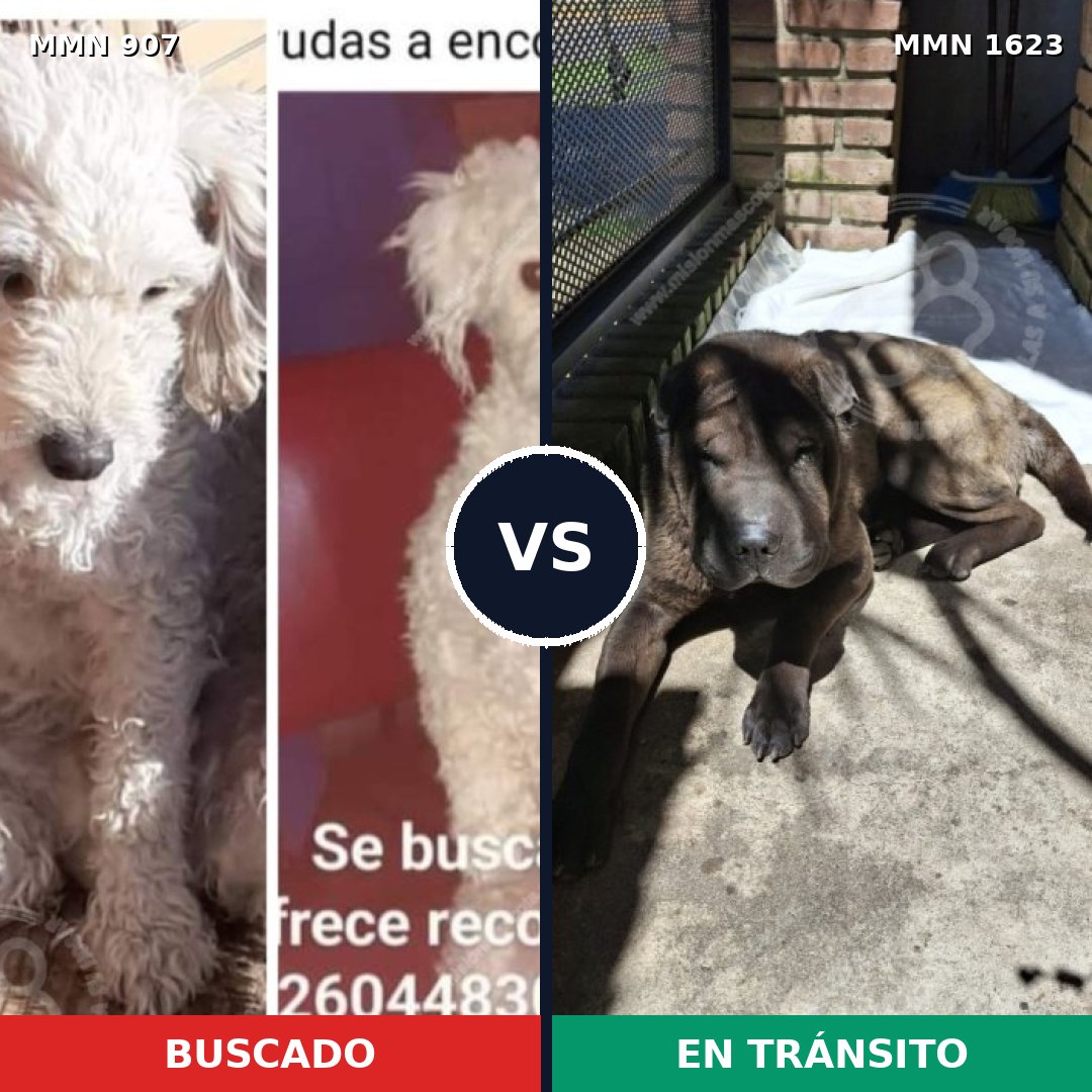 Comparativa MMS 33789: mascota perdida y mascota encontrada, 29% de similitud