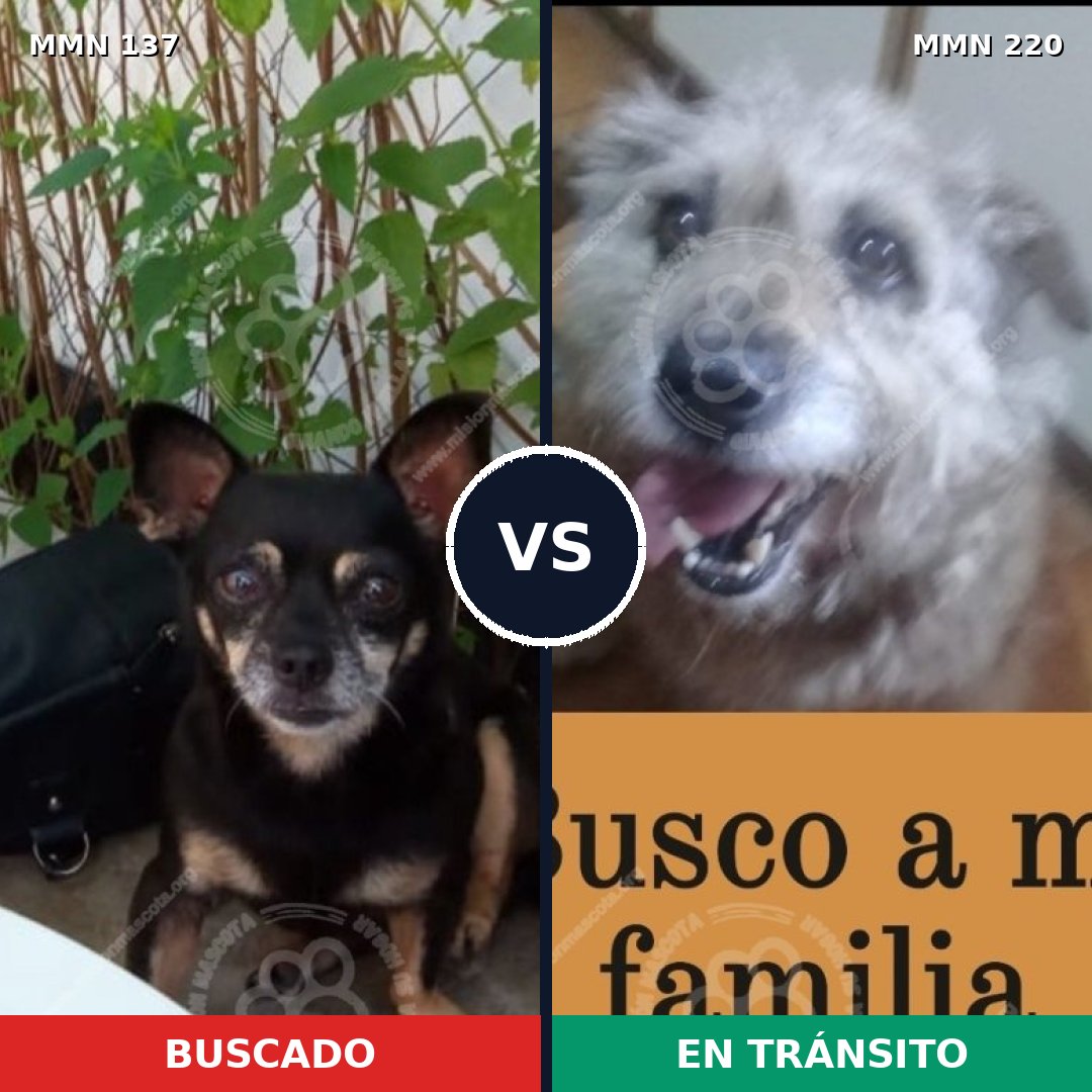 Comparativa MMS 3379: mascota perdida y mascota encontrada, 27% de similitud