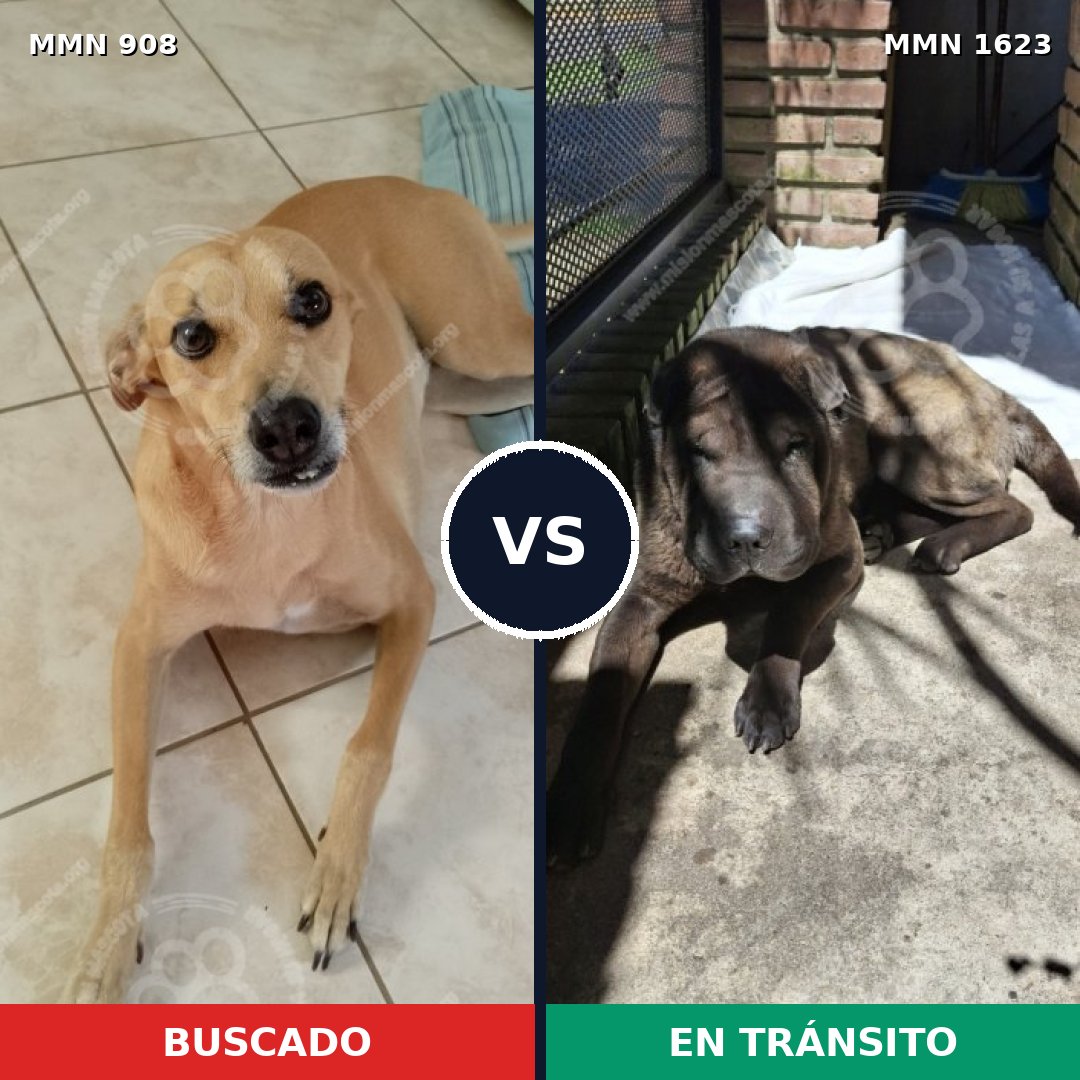 Comparativa MMS 33790: mascota perdida y mascota encontrada, 38% de similitud