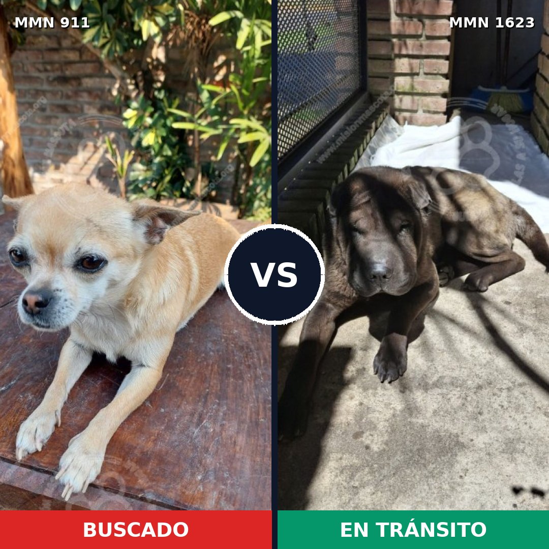 Comparativa MMS 33791: mascota perdida y mascota encontrada, 39% de similitud