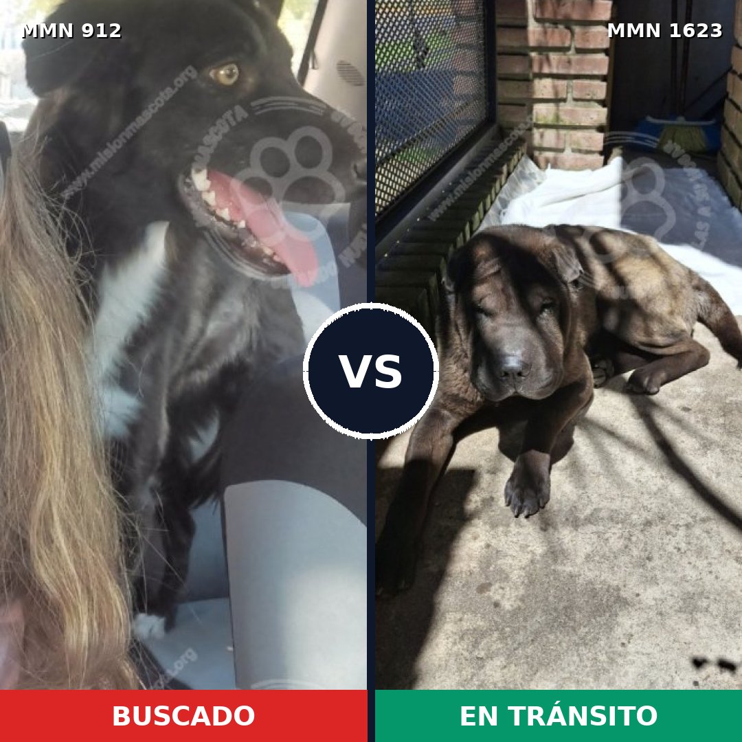 Comparativa MMS 33792: mascota perdida y mascota encontrada, 34% de similitud