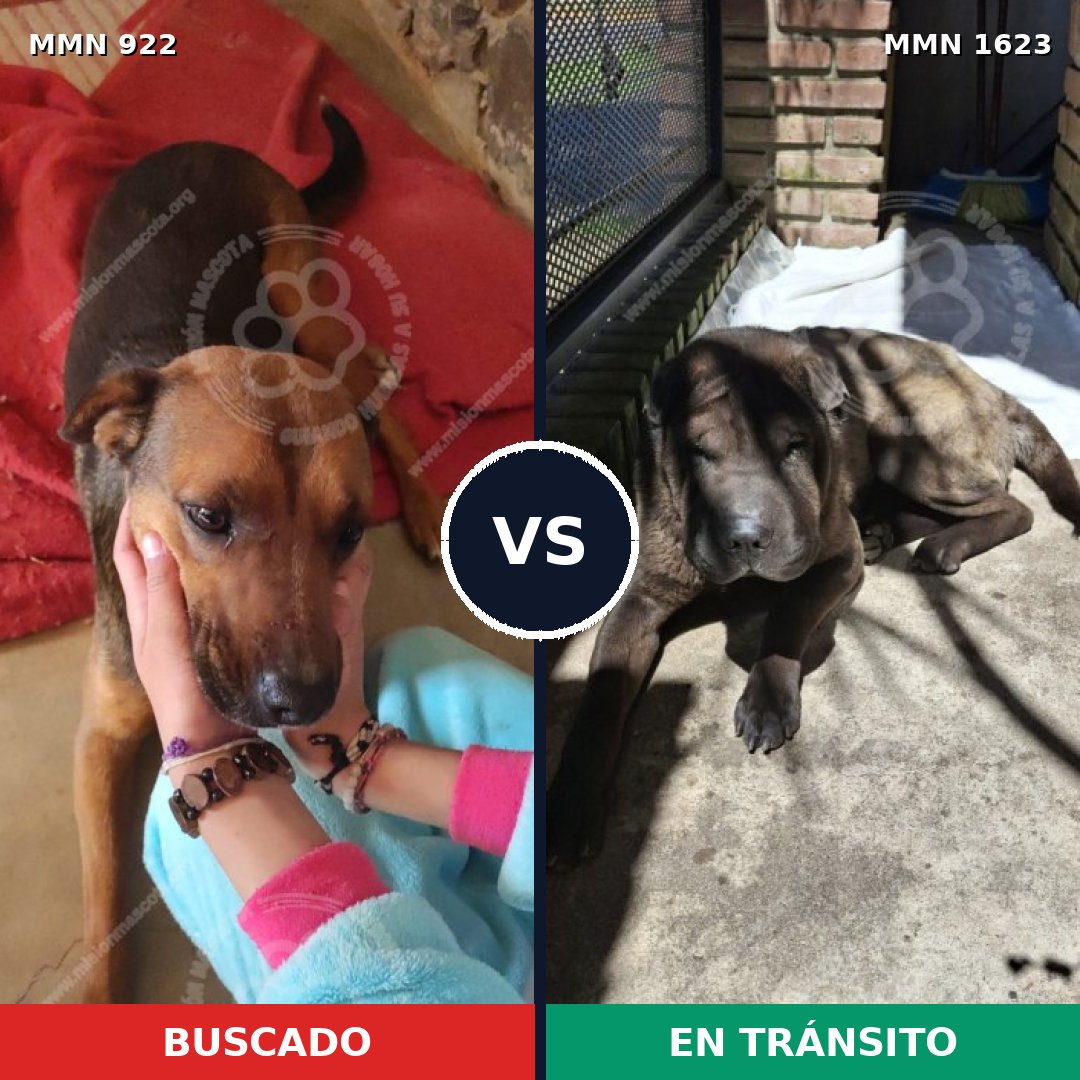 Comparativa MMS 33794: mascota perdida y mascota encontrada, 53% de similitud