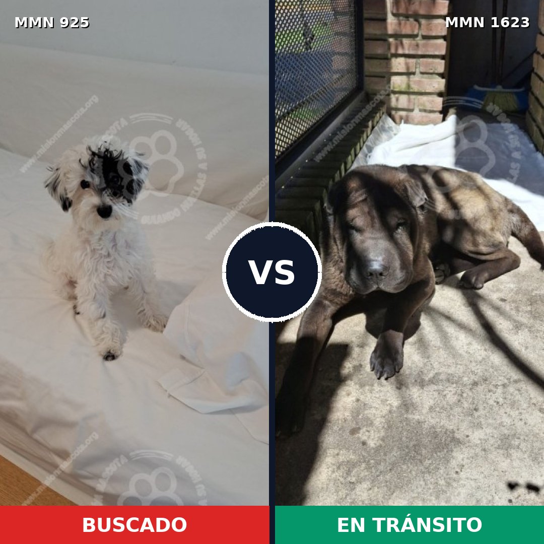 Comparativa MMS 33795: mascota perdida y mascota encontrada, 38% de similitud