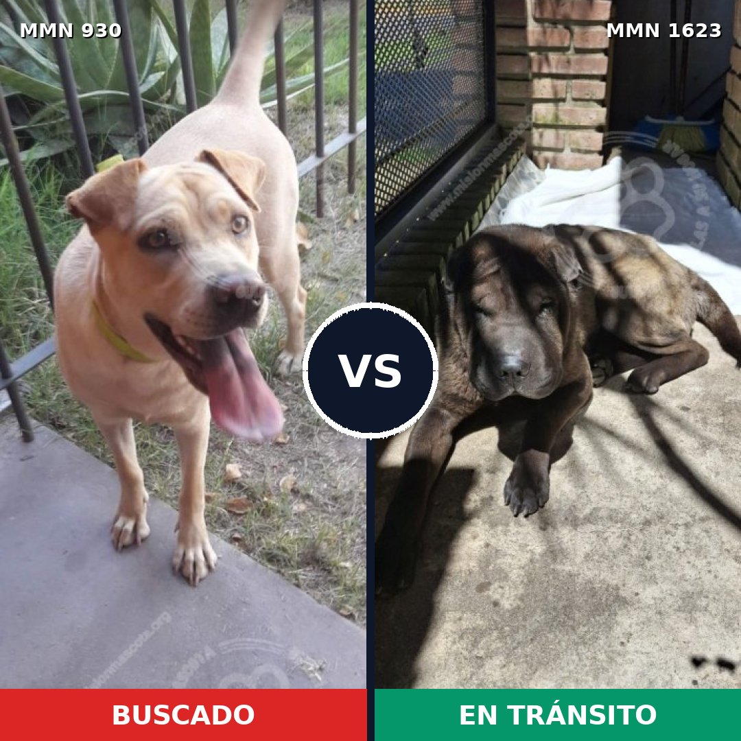 Comparativa MMS 33796: mascota perdida y mascota encontrada, 58% de similitud