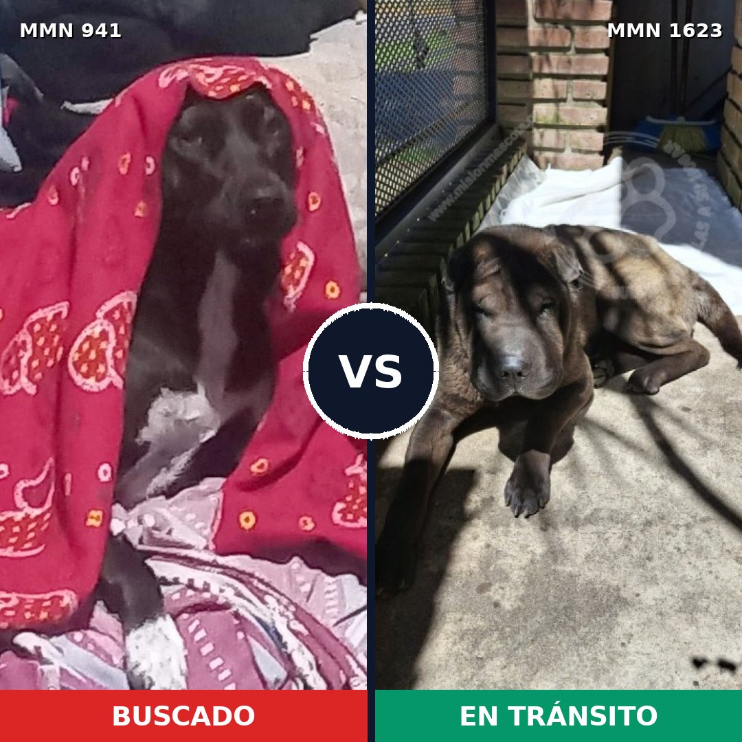 Comparativa MMS 33798: mascota perdida y mascota encontrada, 39% de similitud