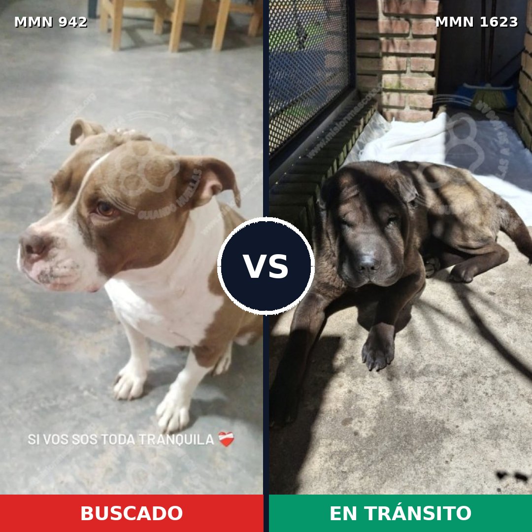 Comparativa MMS 33799: mascota perdida y mascota encontrada, 51% de similitud