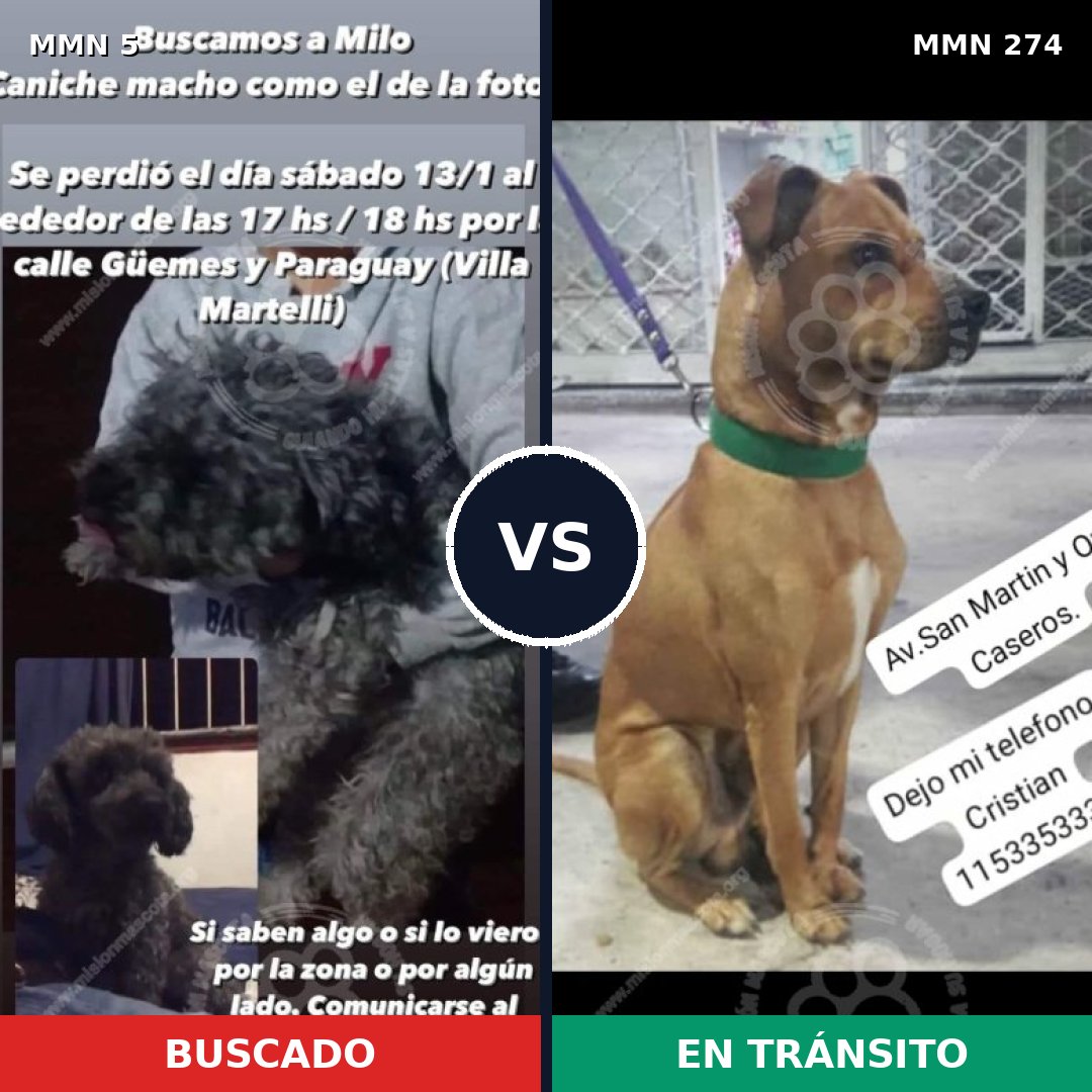 Comparativa MMS 338: mascota perdida y mascota encontrada, 28% de similitud