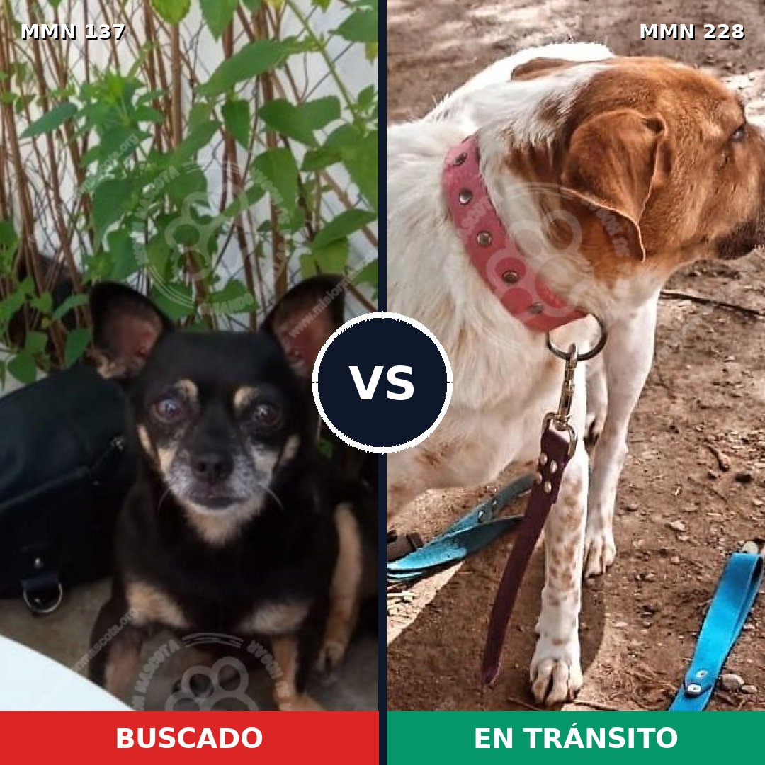 Comparativa MMS 3380: mascota perdida y mascota encontrada, 6% de similitud