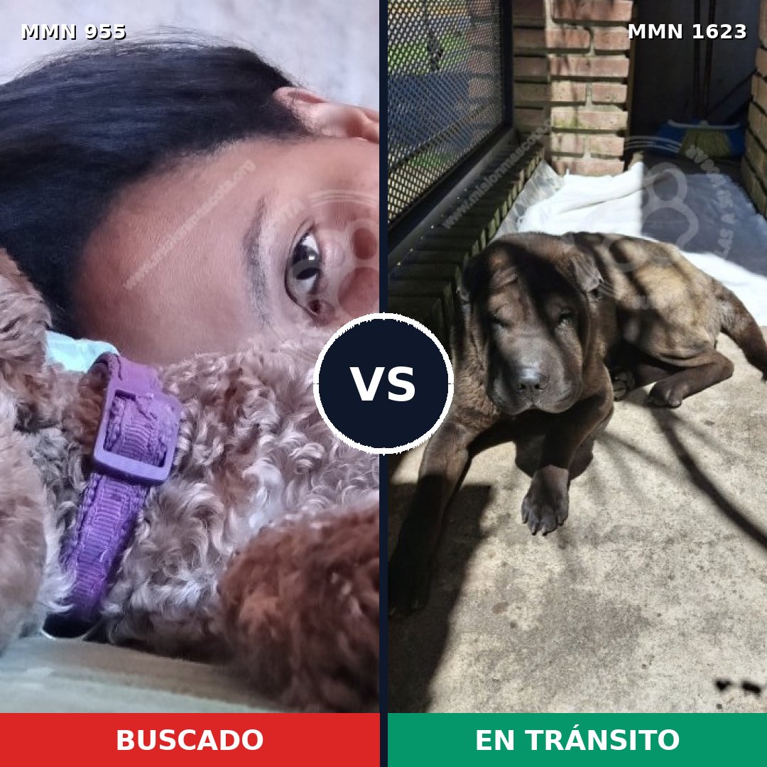 Comparativa MMS 33801: mascota perdida y mascota encontrada, 32% de similitud