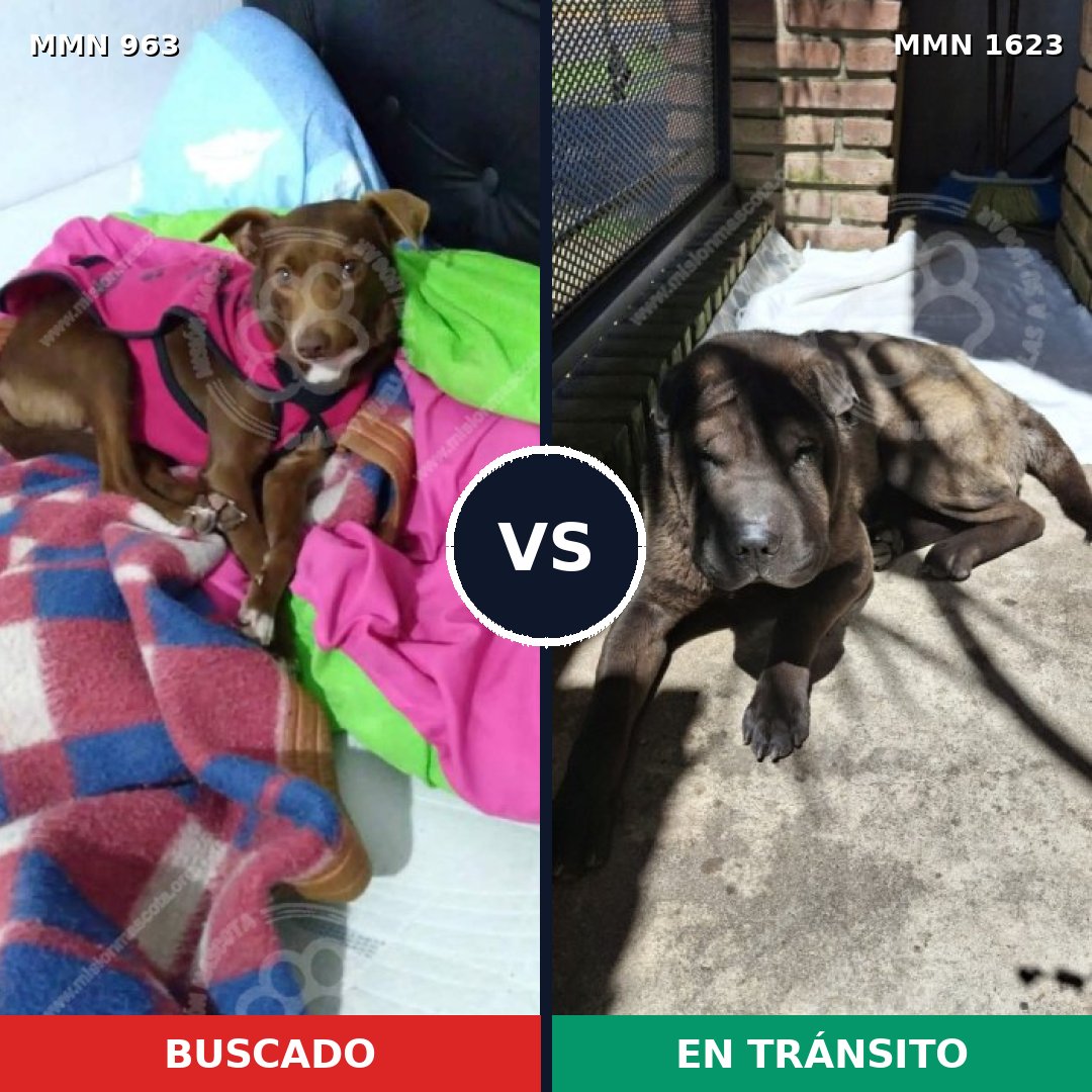 Comparativa MMS 33802: mascota perdida y mascota encontrada, 51% de similitud