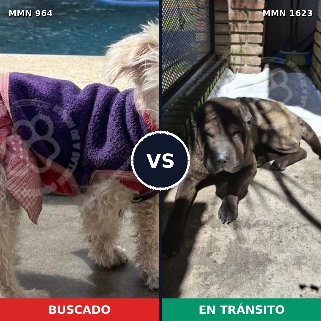 Comparativa MMS 33803: mascota perdida y mascota encontrada, 39% de similitud