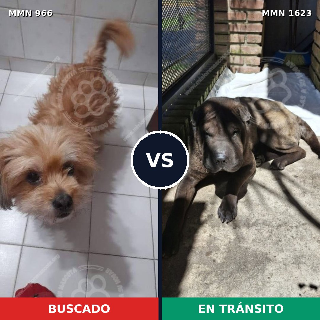 Comparativa MMS 33804: mascota perdida y mascota encontrada, 39% de similitud