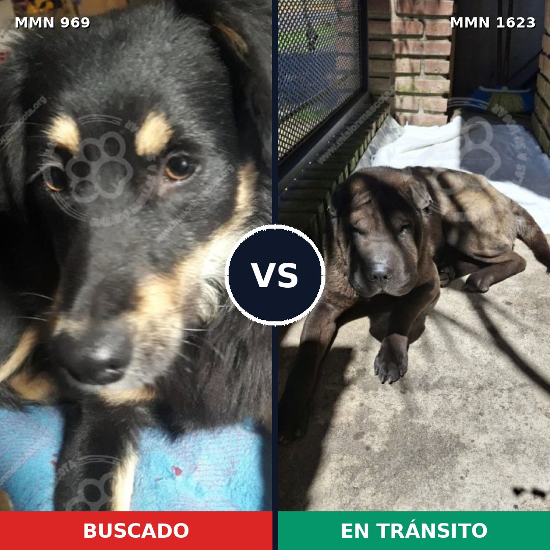 Comparativa MMS 33805: mascota perdida y mascota encontrada, 46% de similitud
