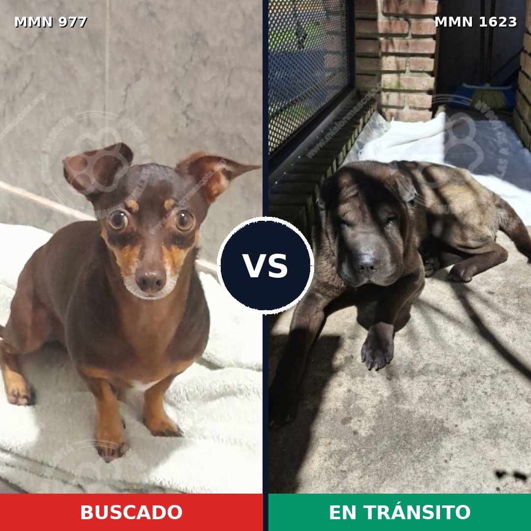 Comparativa MMS 33806: mascota perdida y mascota encontrada, 51% de similitud