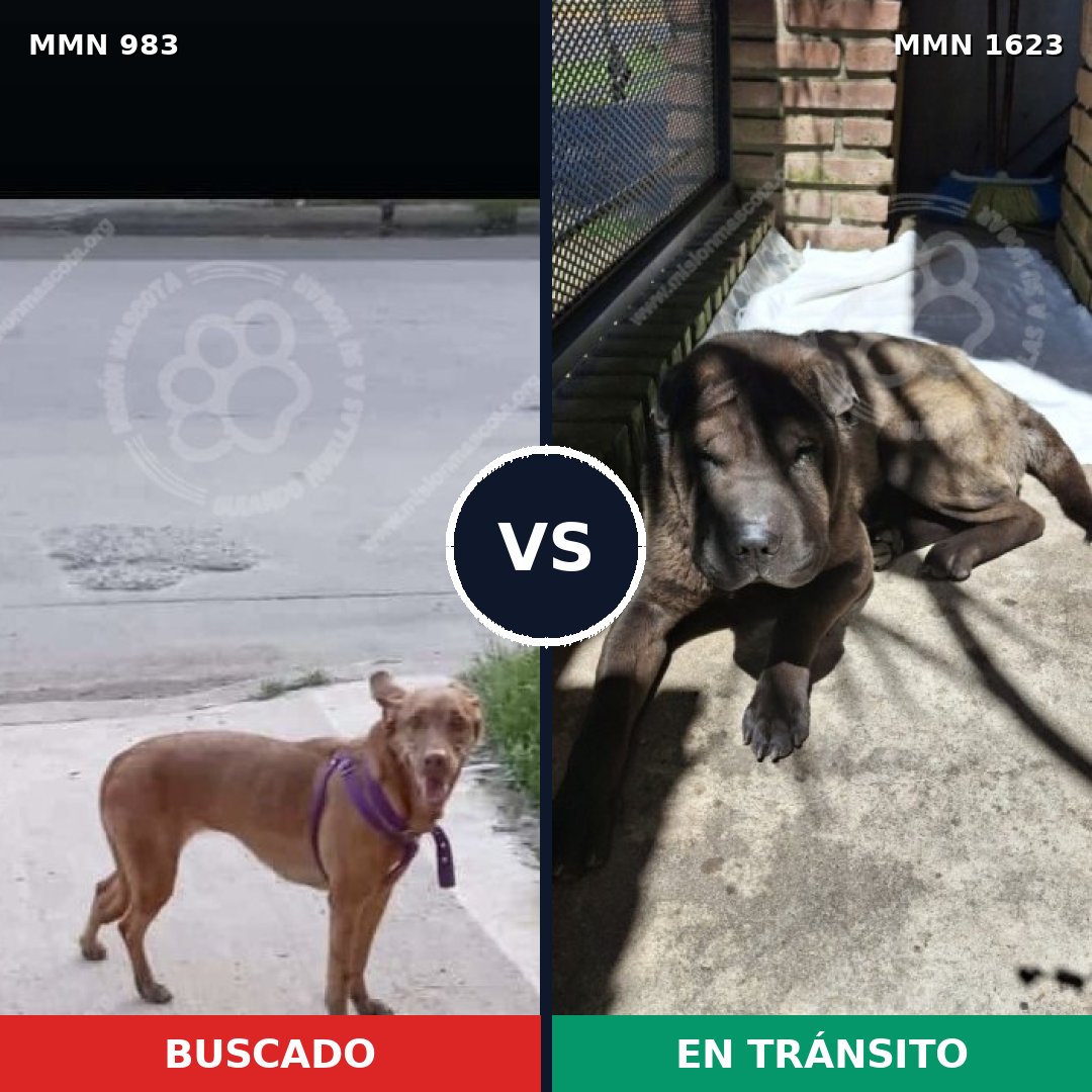Comparativa MMS 33807: mascota perdida y mascota encontrada, 52% de similitud