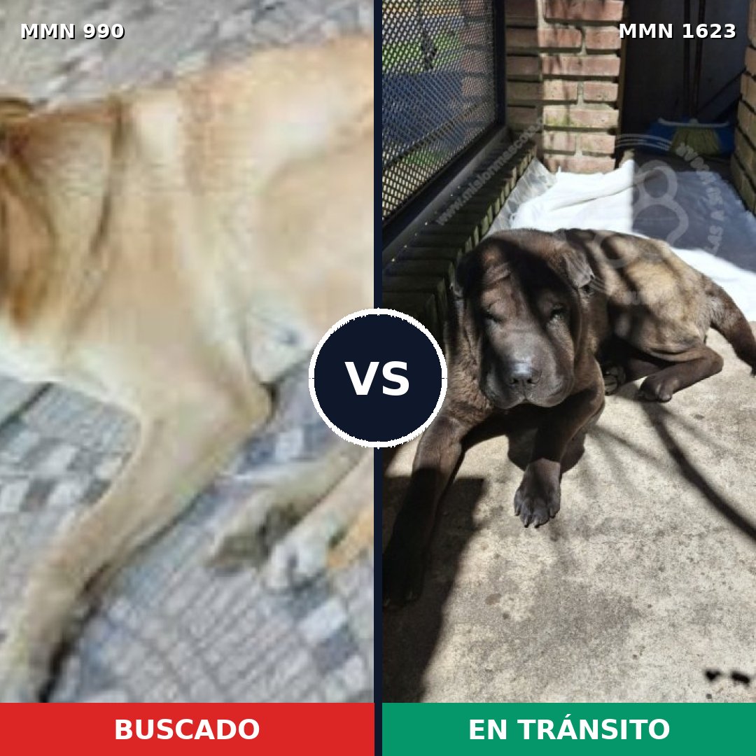 Comparativa MMS 33808: mascota perdida y mascota encontrada, 48% de similitud