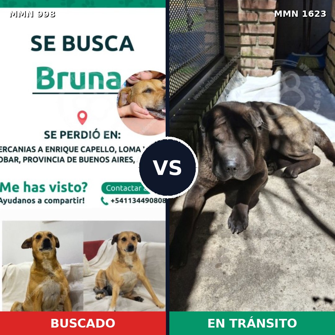 Comparativa MMS 33809: mascota perdida y mascota encontrada, 47% de similitud