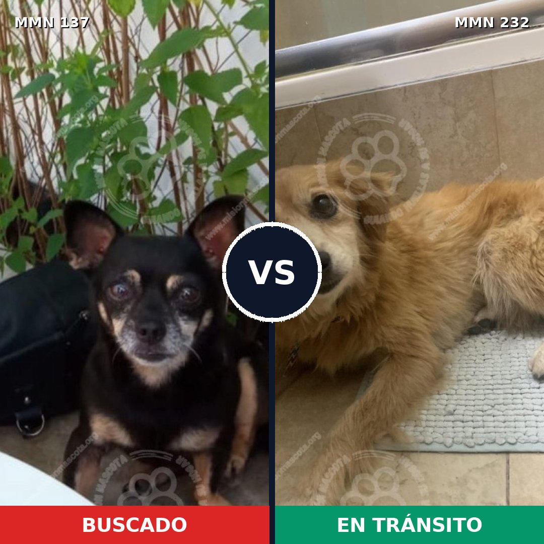 Comparativa MMS 3381: mascota perdida y mascota encontrada, 55% de similitud