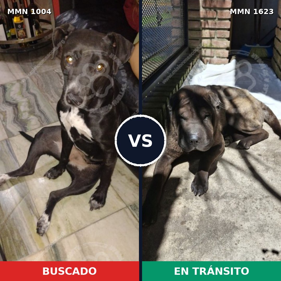 Comparativa MMS 33810: mascota perdida y mascota encontrada, 46% de similitud