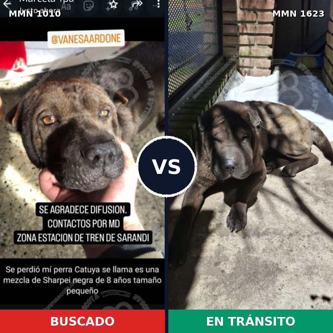Comparativa MMS 33811: mascota perdida y mascota encontrada, 71% de similitud