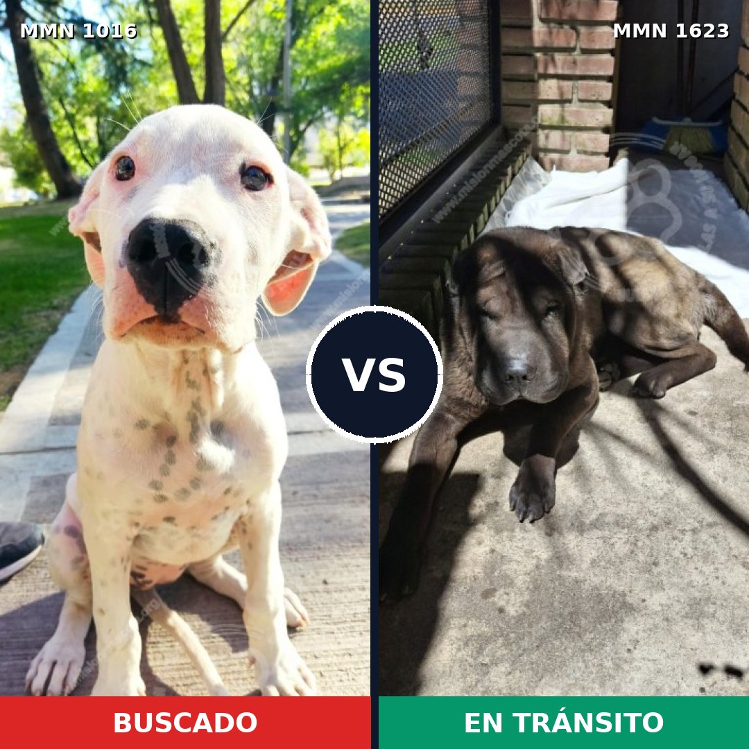 Comparativa MMS 33812: mascota perdida y mascota encontrada, 35% de similitud