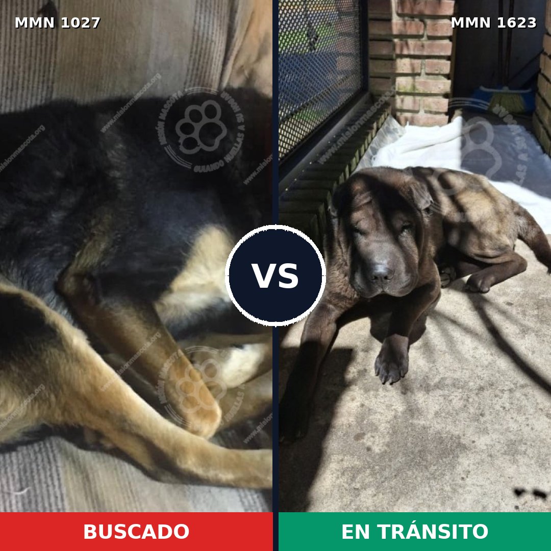 Comparativa MMS 33814: mascota perdida y mascota encontrada, 43% de similitud