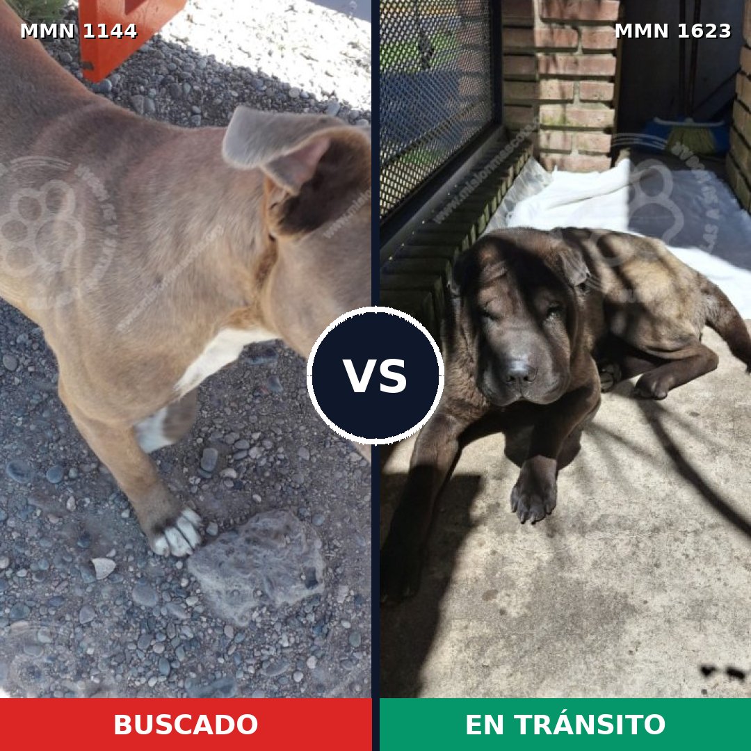 Comparativa MMS 33815: mascota perdida y mascota encontrada, 45% de similitud