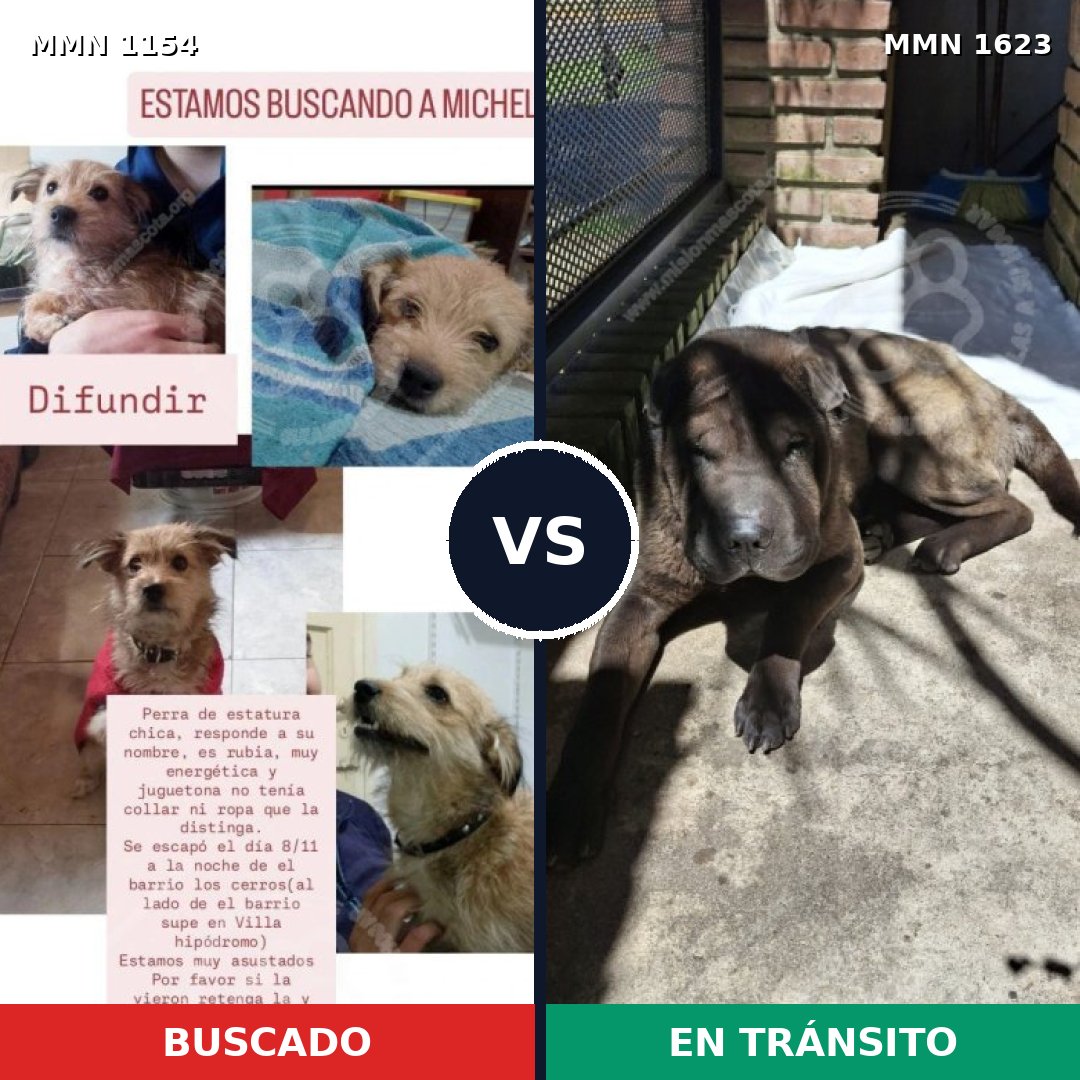 Comparativa MMS 33817: mascota perdida y mascota encontrada, 33% de similitud