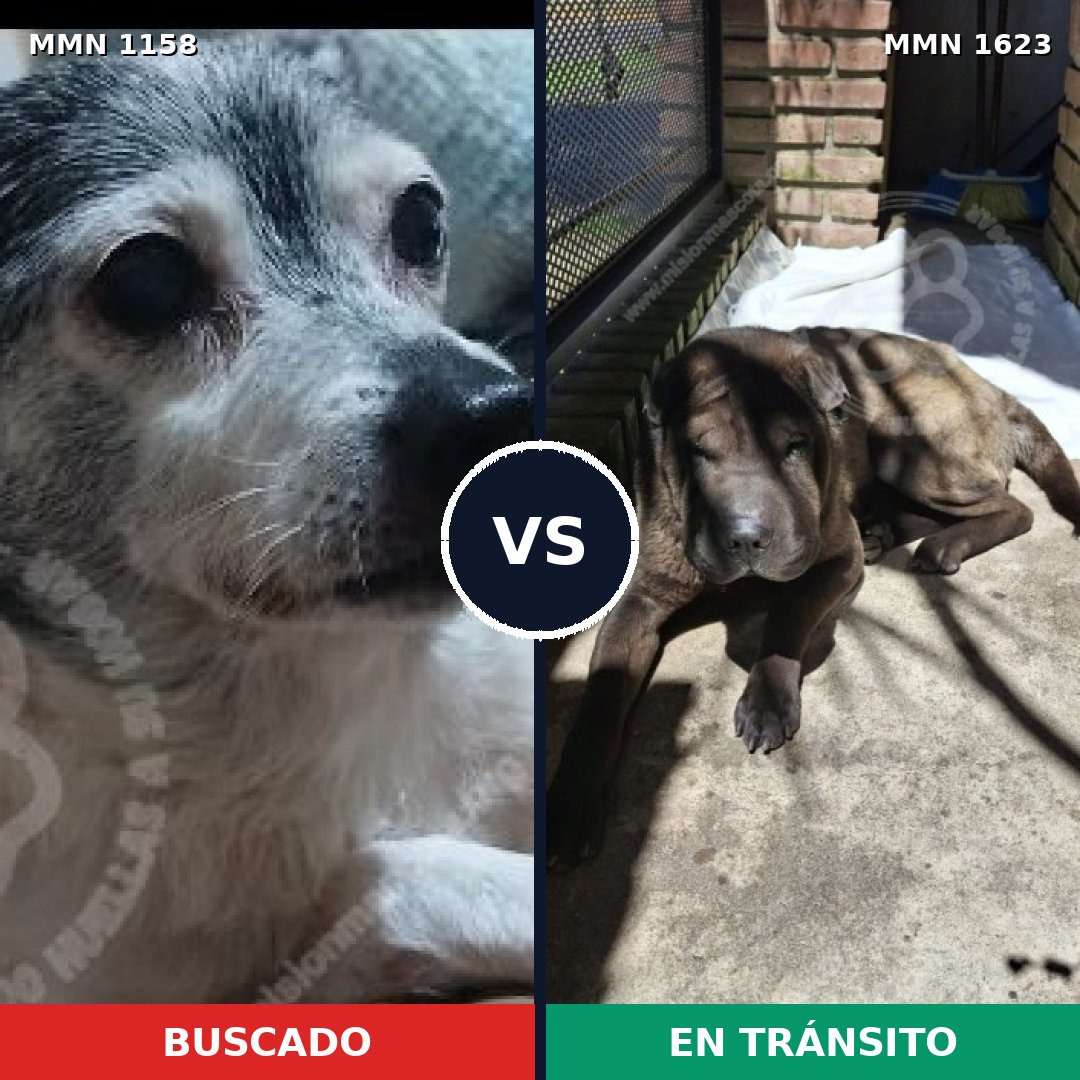 Comparativa MMS 33818: mascota perdida y mascota encontrada, 34% de similitud