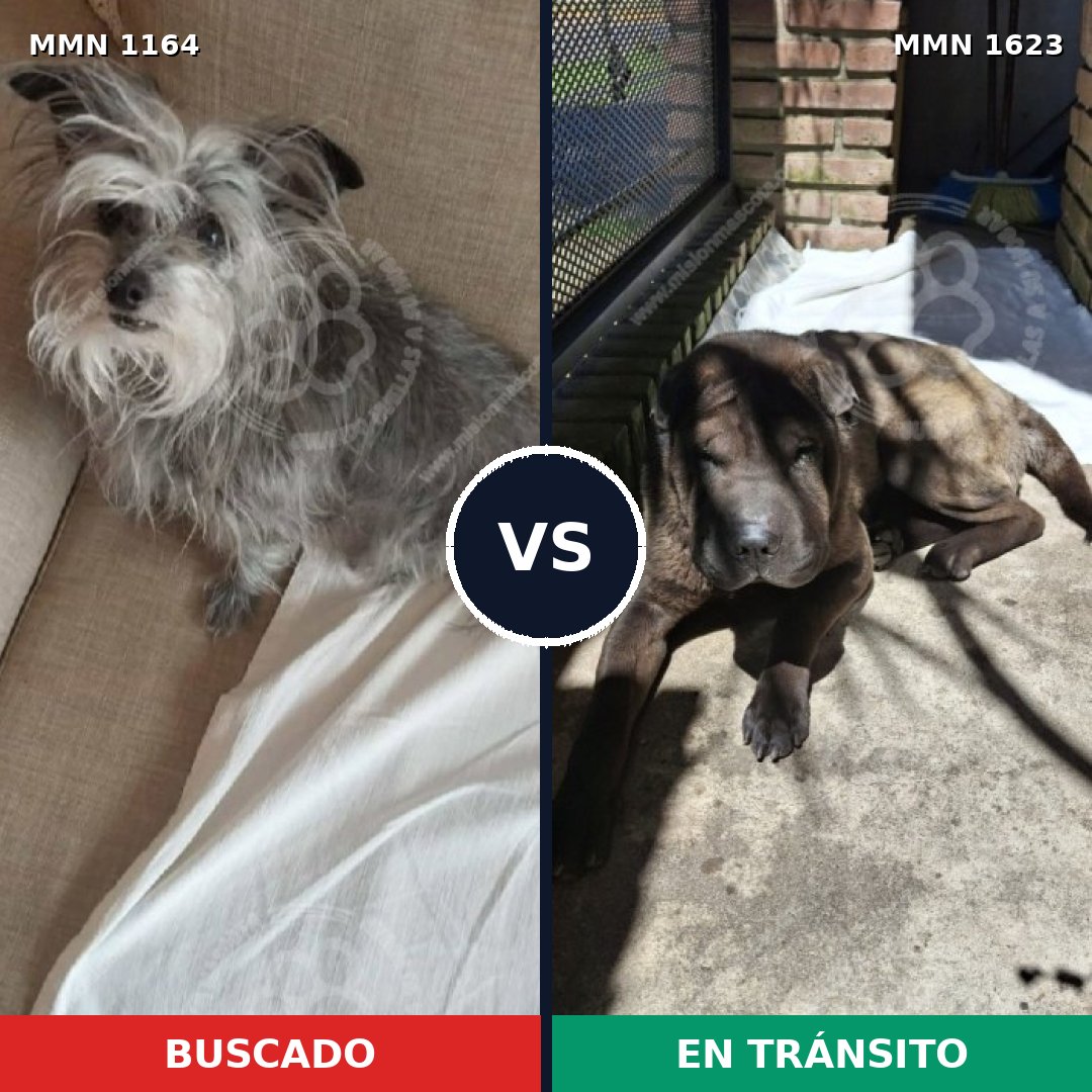 Comparativa MMS 33820: mascota perdida y mascota encontrada, 47% de similitud