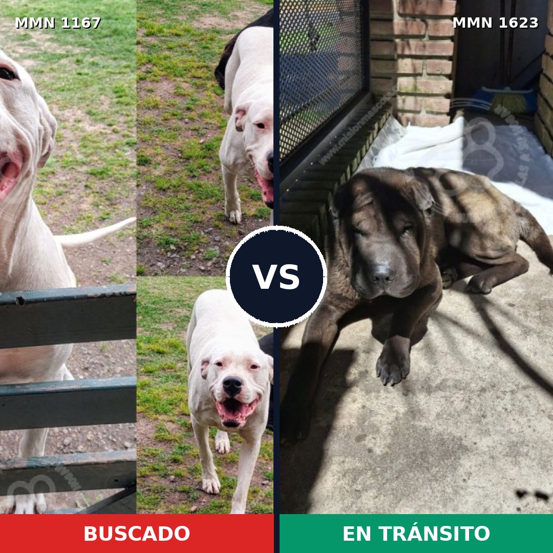 Comparativa MMS 33821: mascota perdida y mascota encontrada, 40% de similitud