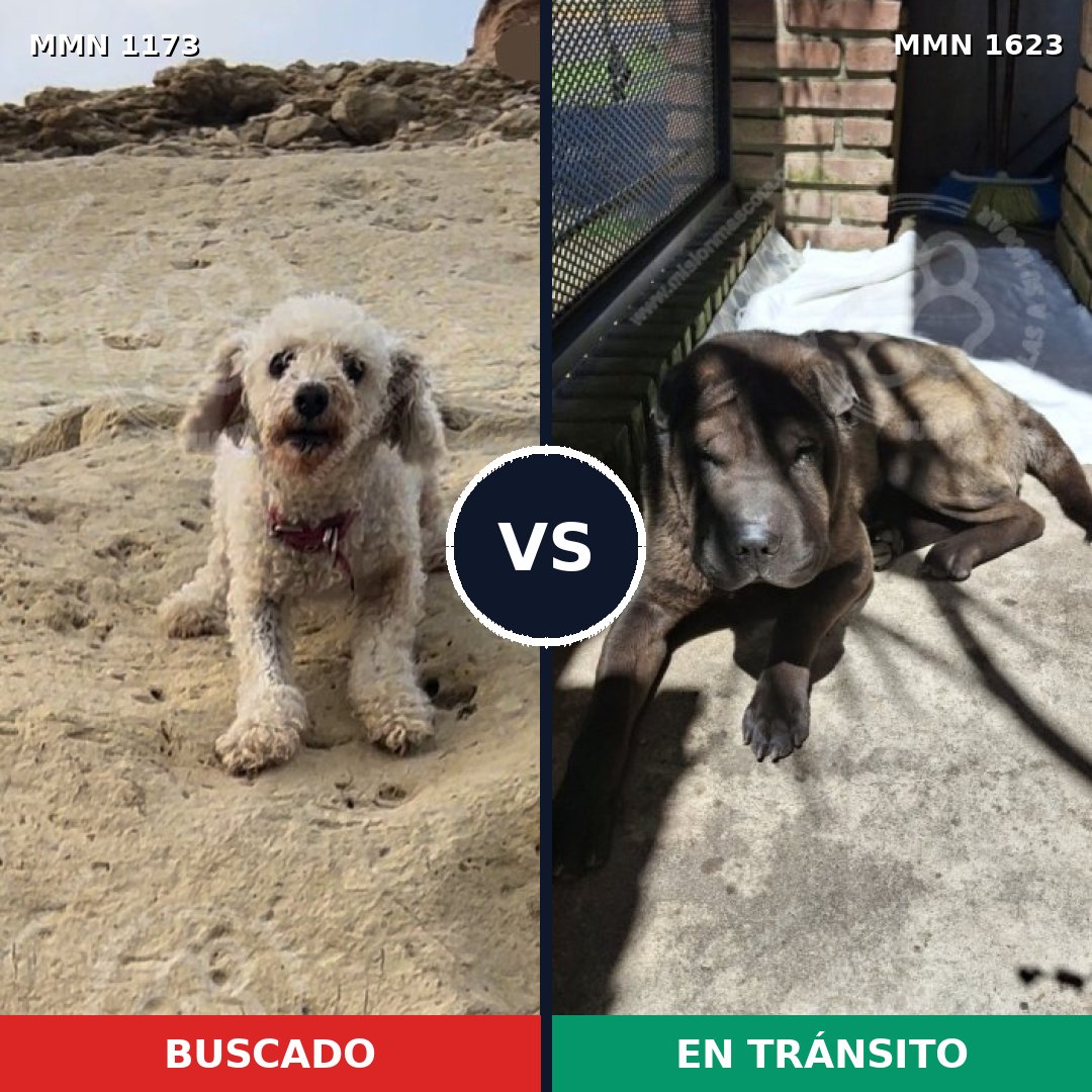 Comparativa MMS 33822: mascota perdida y mascota encontrada, 28% de similitud