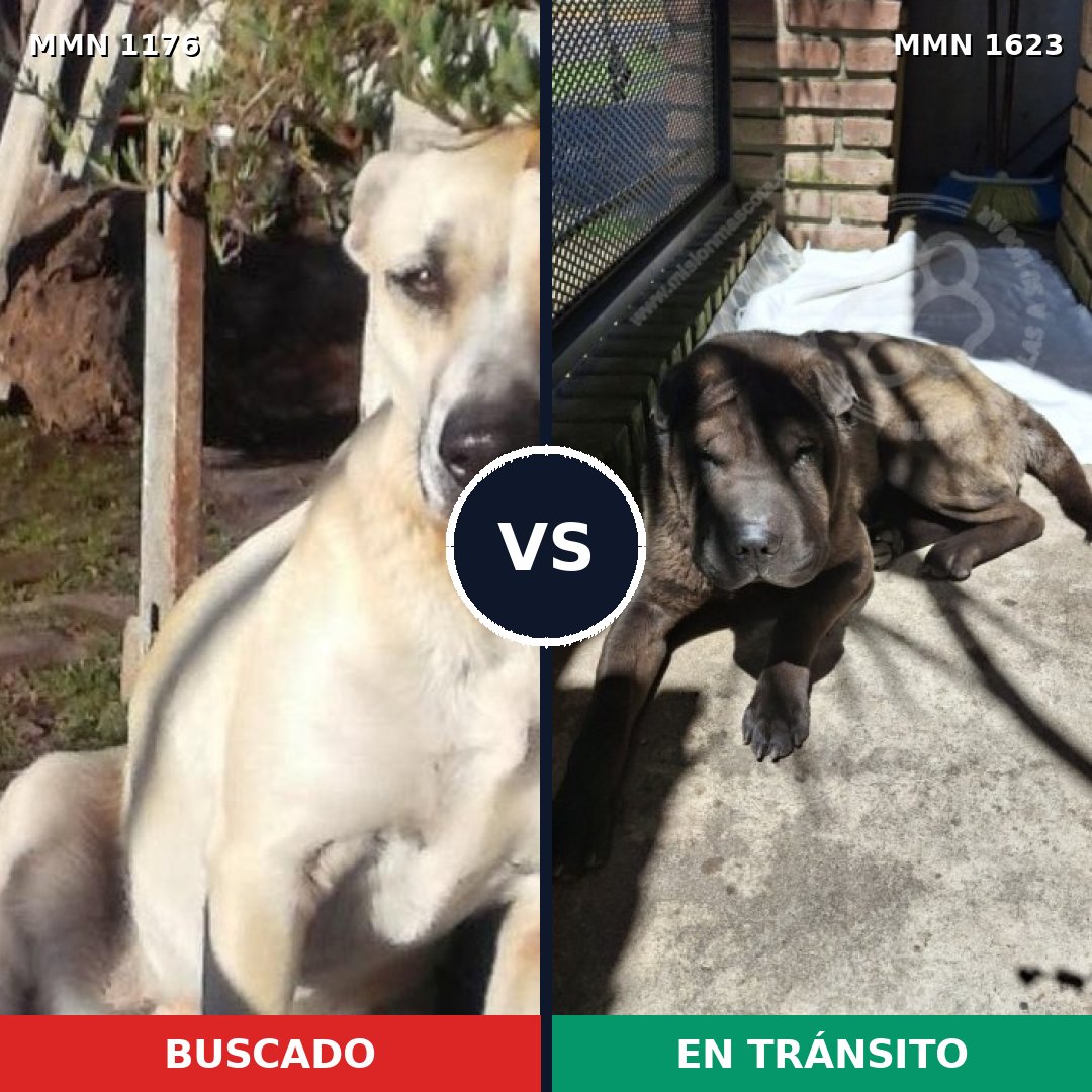 Comparativa MMS 33823: mascota perdida y mascota encontrada, 47% de similitud