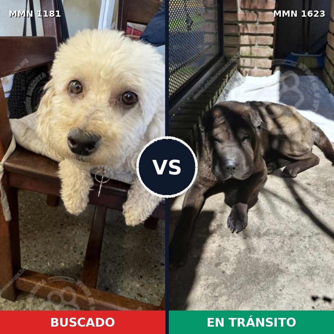 Comparativa MMS 33824: mascota perdida y mascota encontrada, 31% de similitud