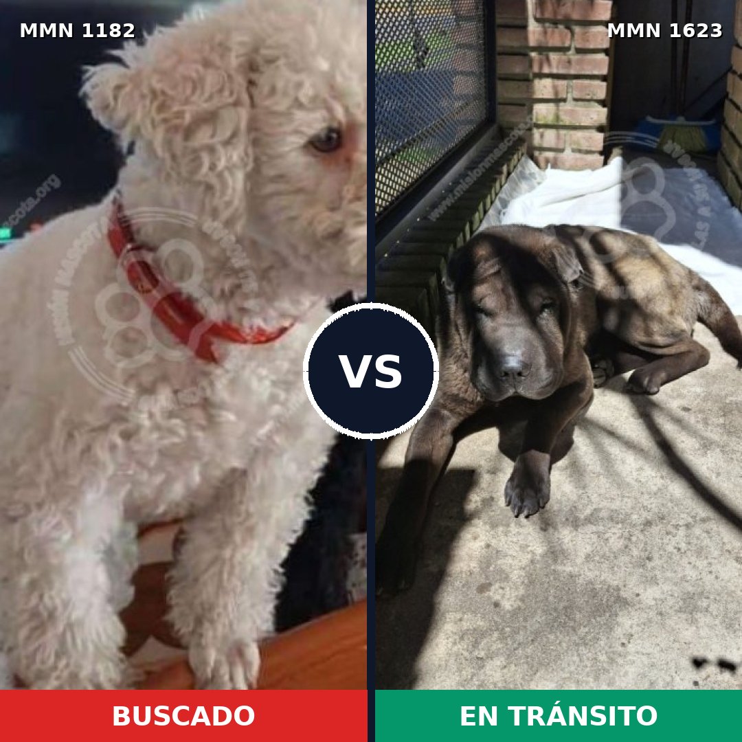 Comparativa MMS 33825: mascota perdida y mascota encontrada, 38% de similitud