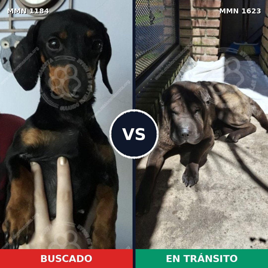 Comparativa MMS 33826: mascota perdida y mascota encontrada, 42% de similitud