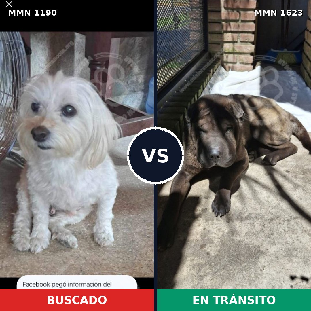 Comparativa MMS 33827: mascota perdida y mascota encontrada, 35% de similitud