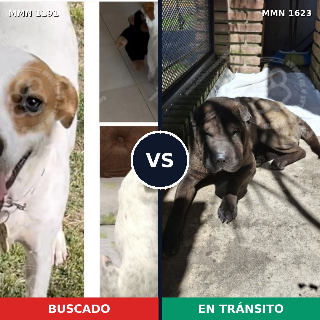 Comparativa MMS 33828: mascota perdida y mascota encontrada, 43% de similitud