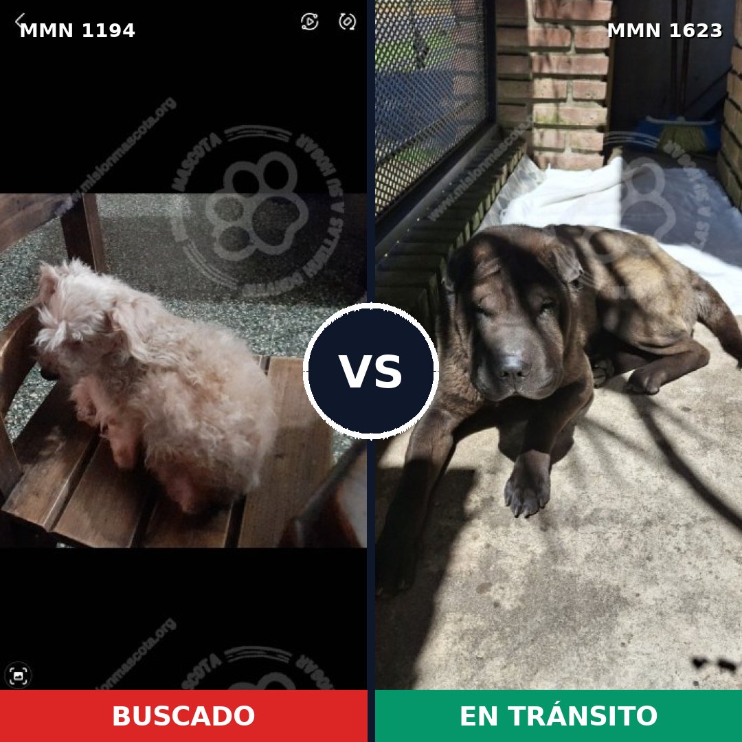 Comparativa MMS 33829: mascota perdida y mascota encontrada, 34% de similitud