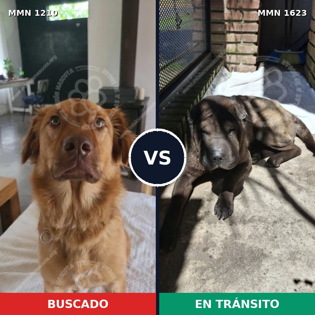 Comparativa MMS 33830: mascota perdida y mascota encontrada, 40% de similitud