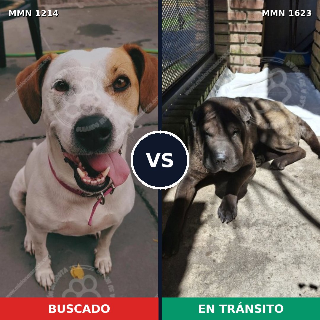 Comparativa MMS 33831: mascota perdida y mascota encontrada, 43% de similitud