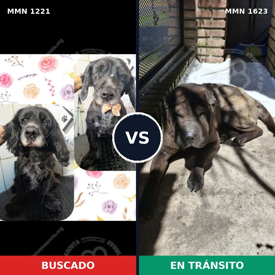 Comparativa MMS 33832: mascota perdida y mascota encontrada, 39% de similitud